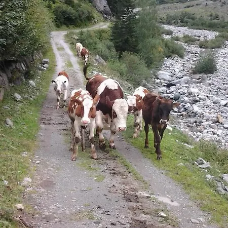 Affittacamere Gaestehaus Regina Uderns